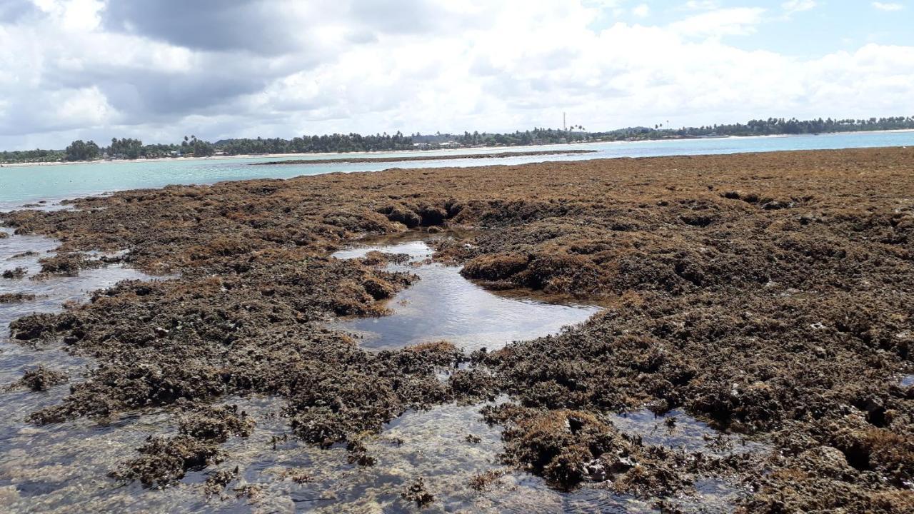 Parque Dos Coqueiros- Bangalos E Suites Maragogi Exteriér fotografie